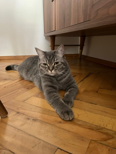 'ÇİÇEK' KEDİMİZE YENİ YUVA ARIYORUZ fotoğraf