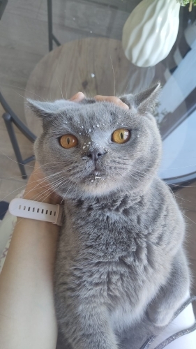 Sokakta Kalmış British Kedi Yuva Arıyor fotoğraf