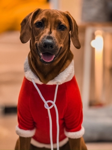 Anne cocker babası av köpeği eğitimli fotoğraf