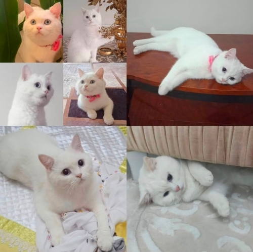 Sahipleri yurtdışına gitti yeni sahibini arıyoruz fotoğraf