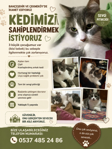Yaklaşık 5 yaşında, kısır erkek kedimize ömürlük yuva arıyoruz -İstanbul fotoğraf