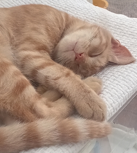 Sarman kedi aşktır. fotoğraf