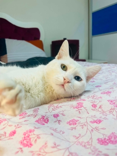 Ücretsiz kısır erkek ömürlük yuvasını arıyor (Açıklamayı okuyun fotoğraf