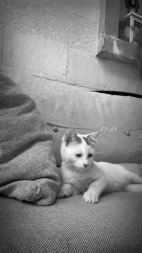 🐱 Minik Bir Can, Sıcak Bir Yuva Arıyor fotoğraf