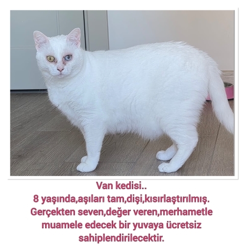Acil yeni yuva arıyoruz fotoğraf