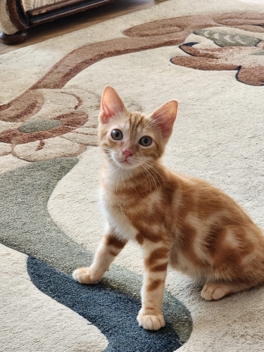 Ankara yavru kedi fotoğraf