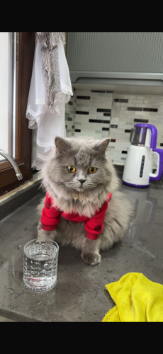 Kedi sahiplendirme fotoğraf