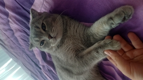 Acil sahiplendirme fotoğraf
