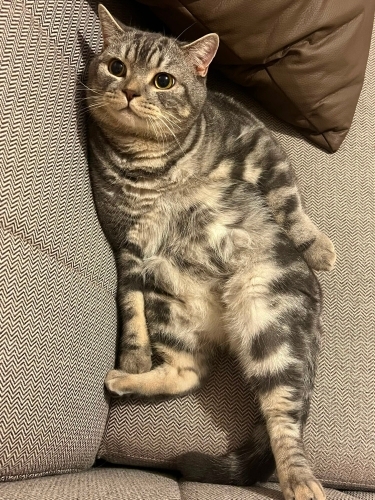 British shorthair erkek kısır fotoğraf