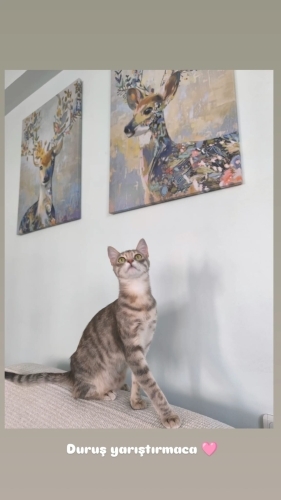 Sevimli uyumlu dişi kedi fotoğraf