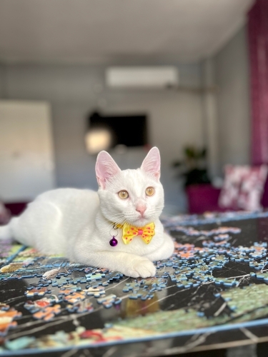 Oyun sever ilgi delisi fotoğraf