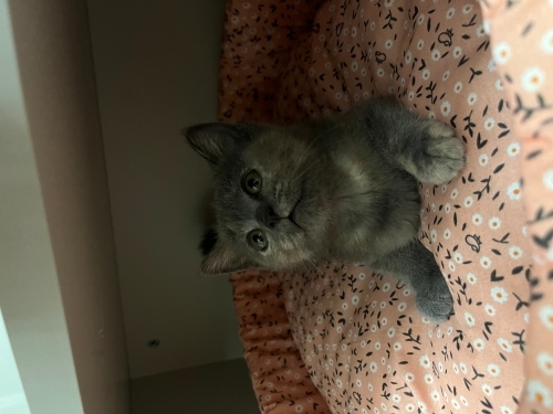 Yavru bebek kedi 2.5 aylık fotoğraf
