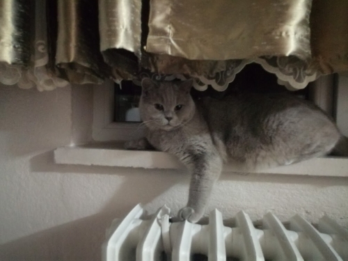 Uysal ve Sevecen bir kedi fotoğraf