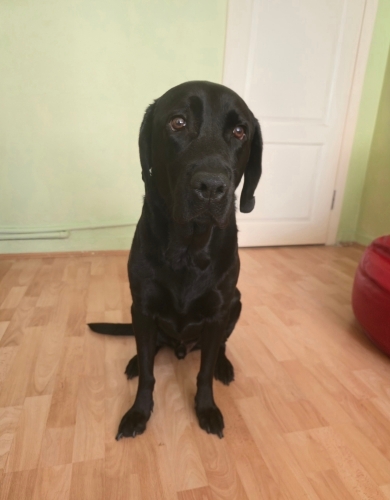 Kısır sakin tuvalet eğitimli labrador fotoğraf