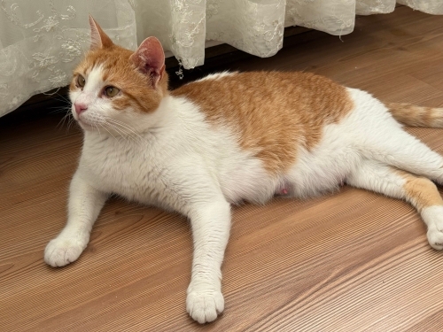 Şaşı Gözleriyle Kalbinizi Çalacak, Çok Akıllı ve İnsan Canlısı fotoğraf