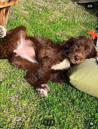 Çok tatli drahthaar dişi köpek fotoğraf