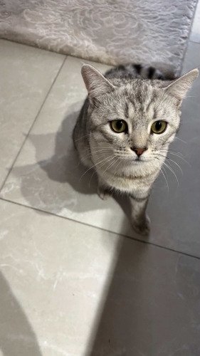 Uysal 2. Kedi olabilir fotoğraf