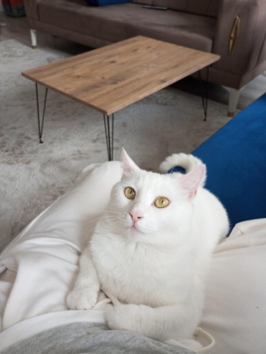 PAMUK ÖMÜRLÜK YUVA ARIYOR fotoğraf