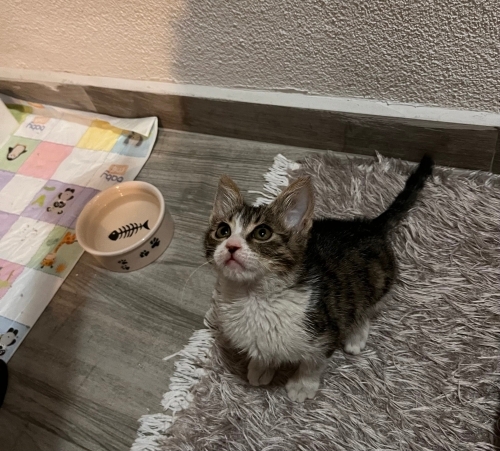 Oyuncu ve sevgi dolu minik tekir fotoğraf