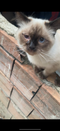 Yavru birman dişi kedi fotoğraf