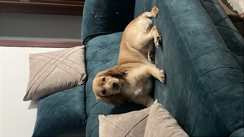 Lucky eğlenceli sevecen oyuncu fotoğraf