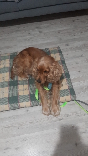Eğitimli, kolay uyum sağlayan, dost canlısı bir köpek fotoğraf