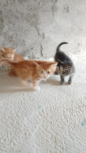 Acil sahiplenilmesi fotoğraf