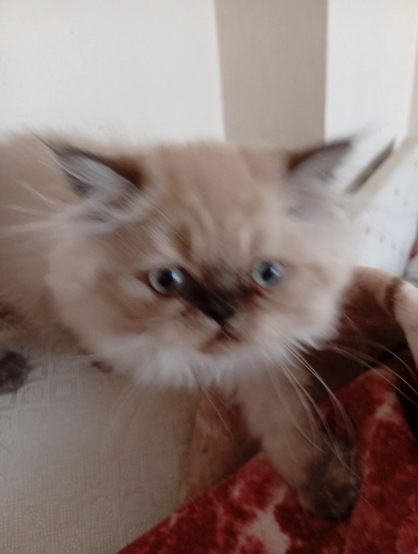 🐾 Ayaz – Yavru Kedi Sahiplendirme İlanı fotoğraf