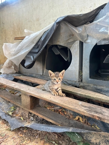 MİNİK KIZA ÖMÜRLÜK BİR YUVA ARIYORUZ 🐾 fotoğraf