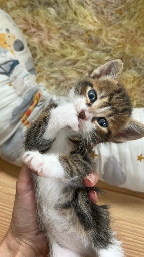 07 Temmuz 2026 Dogumlu Güzel Kızımıza yuva arıyoruz 🐾 fotoğraf