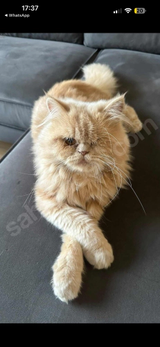 İran kedisi yuvasını arıyor fotoğraf