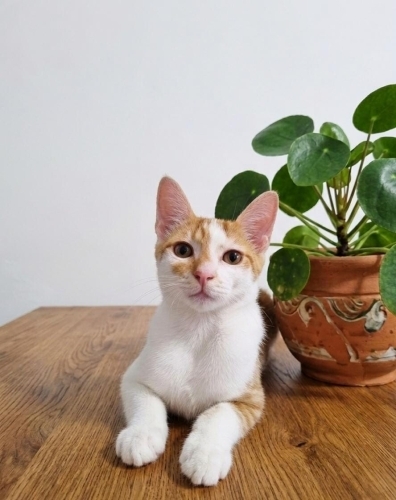 ÇÖPSÜZ ÜZÜMÜN YUVASI OLUR MUSUN? 🏡 fotoğraf