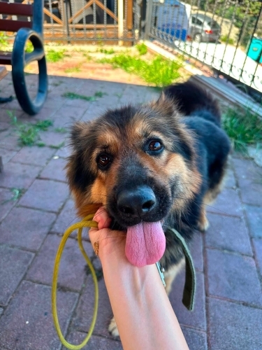 Çitos ömürlük yuvasını arıyor😍 fotoğraf