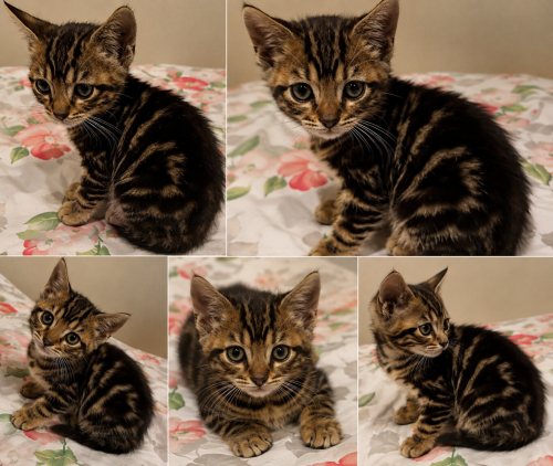 1.5 AYLIK SAFKAN BENGAL YAVRUMUZA ÖMÜRLÜK YUVA fotoğraf