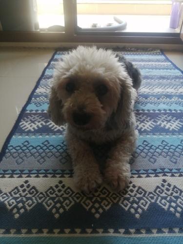 ÜCRETSİZ VERİLECEKTİR.DAHA ÖNCE KÖPEK BAKAN AİLE OLMASI GEREKMEKTEDİR fotoğraf