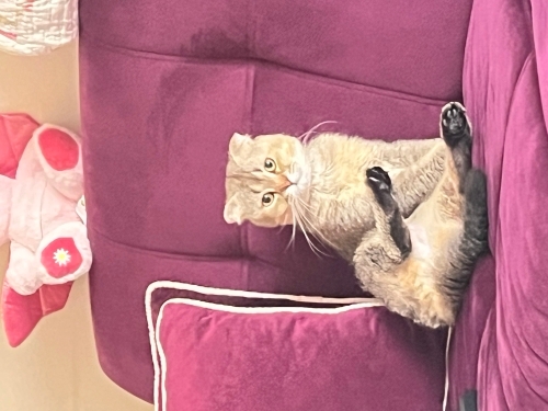 Küçük kedi evin neşesi fotoğraf