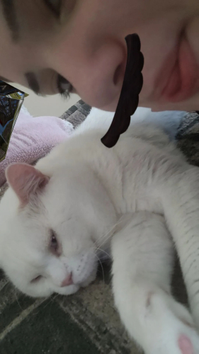 Kedi mi sahiplendirmek istiyorum fotoğraf