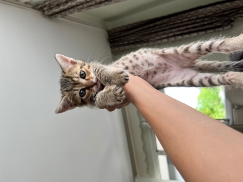 Meraklı minik kızımız ömürlük yuvasını arıyor 🐾 fotoğraf