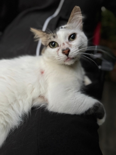 İlgi delisi prenses fotoğraf