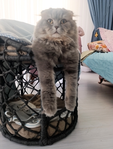 Oyuncu sakin neşeli yuva aranıyor fotoğraf