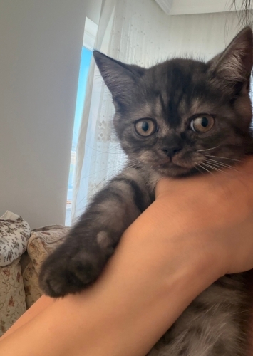 British Shorthair Kırması Yavru Kedi fotoğraf