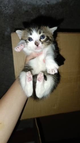 Burnu Benekli Bebek fotoğraf