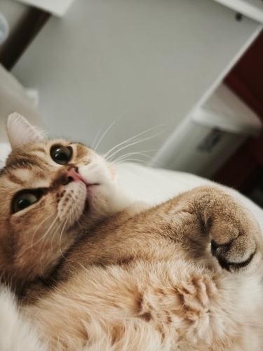 Tatlı sakin ve oyuncu bücür fotoğraf