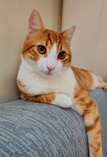 SAFKAN GERÇEK SARMAN fotoğraf