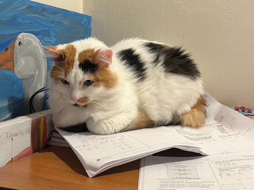 Üniversiteye gideceğim için acil yuva arıyoruz fotoğraf