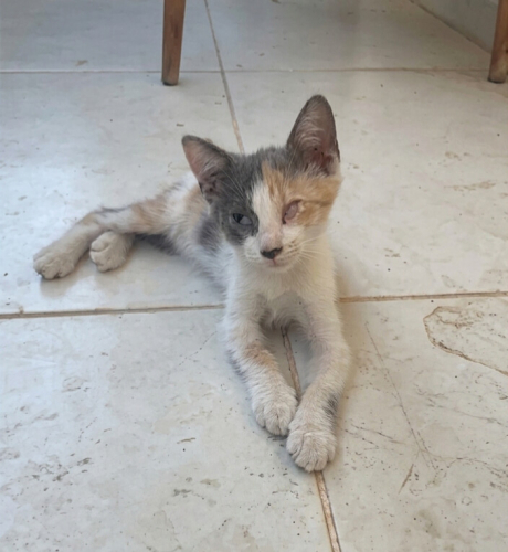 GÖRME ENGELLİ BEBEĞE ACİL YUVA SOKAKTA fotoğraf