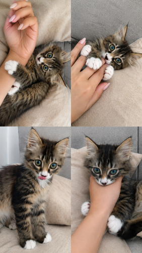 TEKİR KEDİ OYUNCU fotoğraf