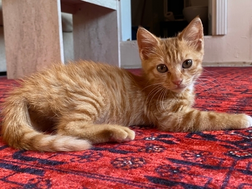 Minik maya ya yuva arıyoruz fotoğraf