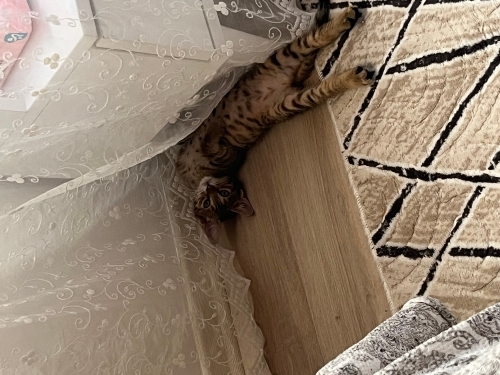 Uyumak için göğsünüzü kullanabilir mi? fotoğraf