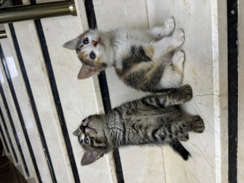 apartman bebişleri fotoğraf